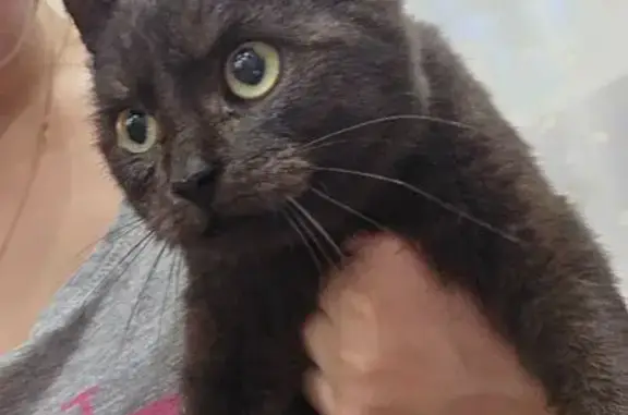 Найдена кошка, , фото: Кошка найдена: ул. Клары Цеткин, 17, Пенза