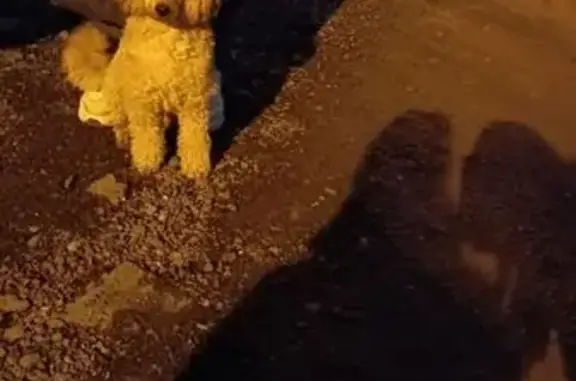 Собака найдена: ул. Карпова, 70, Тула