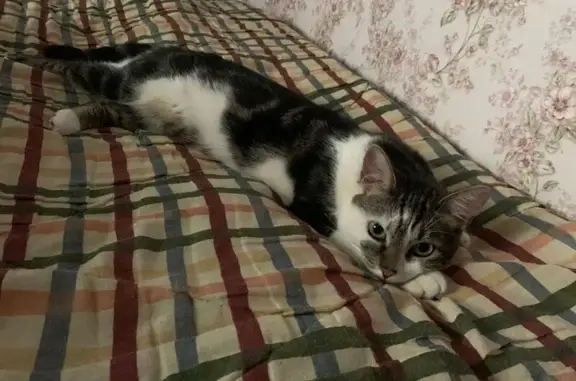 Пропала кошка Вася, ул. Серова, 10, Тула