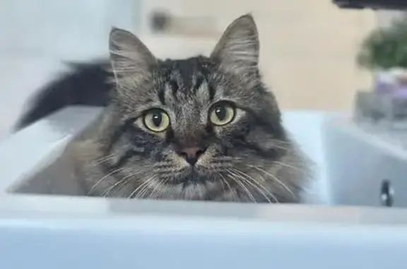 Пропала кошка, Садовая 8, Анучино