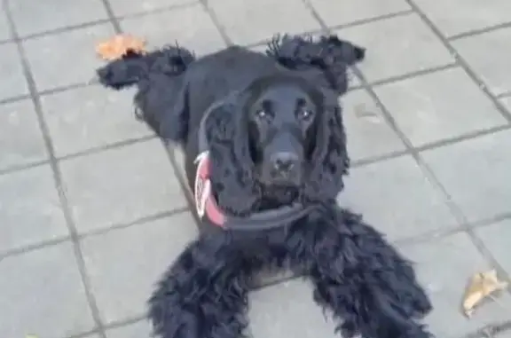 Пропал коккер-спаниель в Медведовском