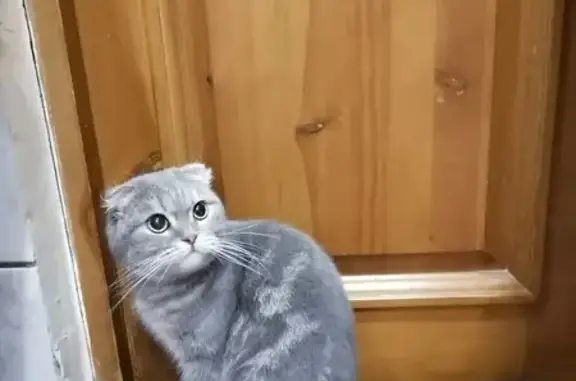 Найдена серая кошка, 48/05, Наб. Челны