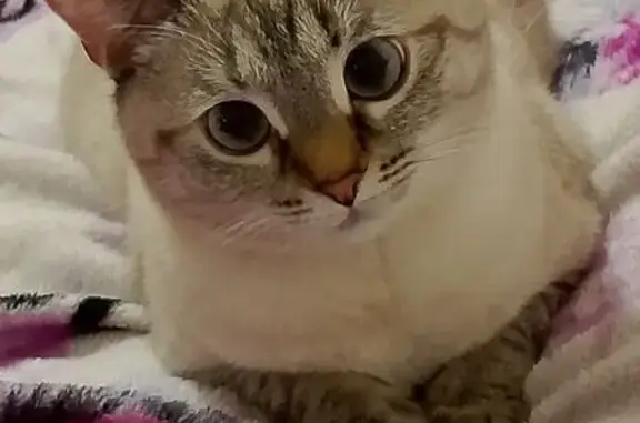 Кошки потеряшки, Ульяновск, фото: Потеряшка кошка, Солнечная ул. 6, Ульяновск