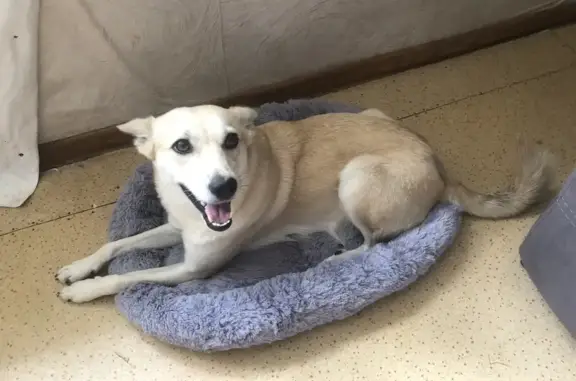 Пропала собака, Куйтун, Иркутская область