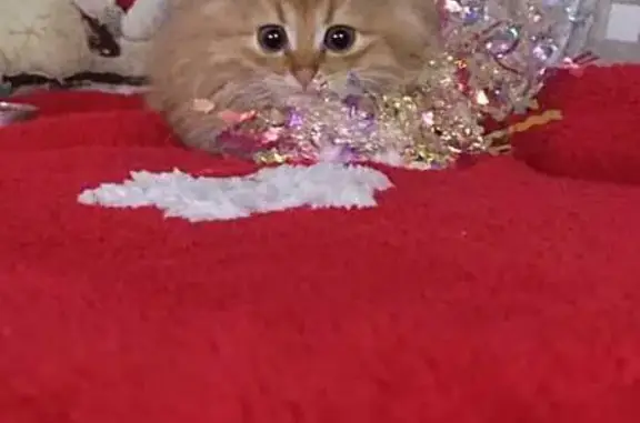 Пропала кошка, ул. Ленина, Чаплыгин