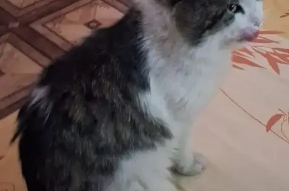 Кошки потеряшки, Новоивановское, фото: Потеряшка кошка, Амбулаторная 73А, Новоивановское