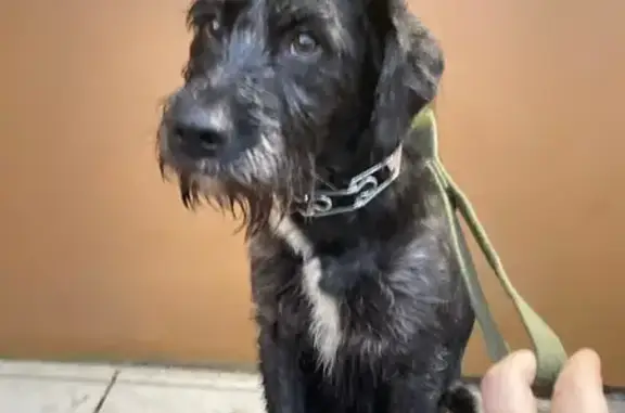 Найдена собака, Санкт-Петербург, фото: Собака найдена: Республиканская ул., СПб