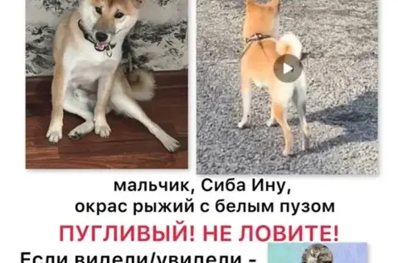 Пропала собака, Люберцы, ул. Юбилейная, 26