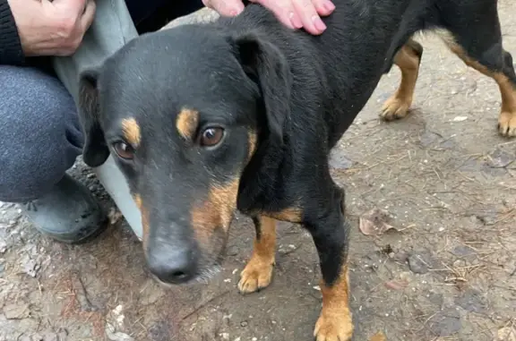 Найдена собака, , фото: Собака найдена: Тверь, ул. Димитрова, 68