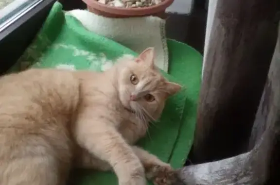 Пропала кошка, ул. Олега Кошевого, 11