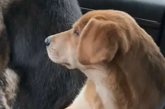 Собаки потеряшки, , фото: Потеряшка собака на Школьной, 28, Малая