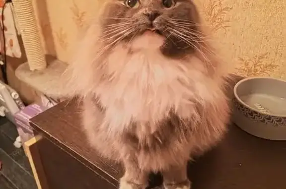 Пропала кошка, Жилгородок 11, Балашиха