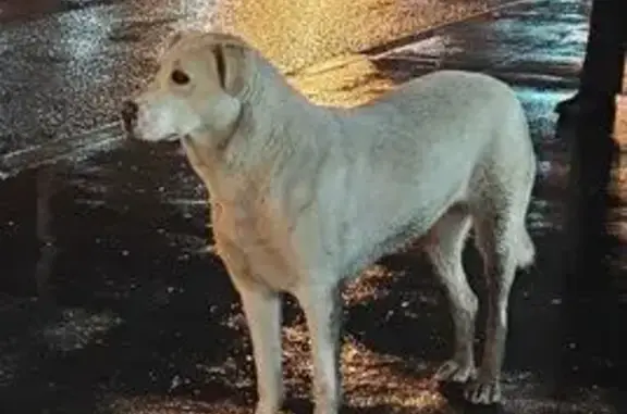 Найдена собака, Тюмень, фото: Собака найдена: 50 лет Октября 4, Тюмень