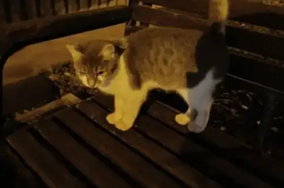 Найдена кошка, Саранск, фото: Кошка найдена на Косарева 41, Саранск