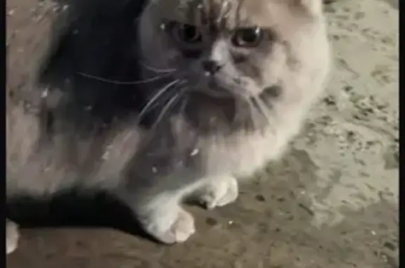 Найдена кошка, Томск, фото: Кошка найдена, Алтайская ул. 97, Томск