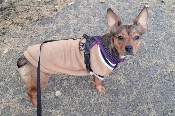 Собака найдена на ул. Попова, 7, Барнаул