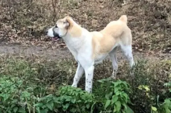 Собаки потеряшки, Саратов, фото: Потеряшка собака, 5-й Нагорный пр., 3, Саратов