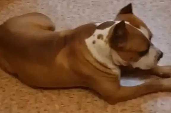 Найдена собака, Миасс, фото: Собака найдена: ул. Ветеранов, 11, Миасс