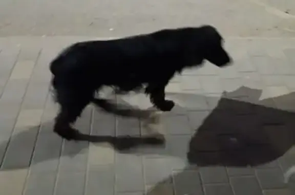 Найдена собака, Астрахань, фото: Черный спаниель найден на ул. Яблочкова
