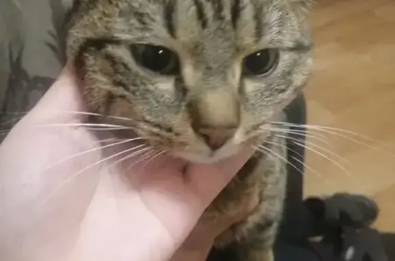 Найдена кошка, Уфа, ул. Рыльского, 5