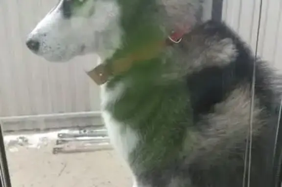 Собаки потеряшки, Тюменская область, фото: Потеряшка собака хаски, Тюмень