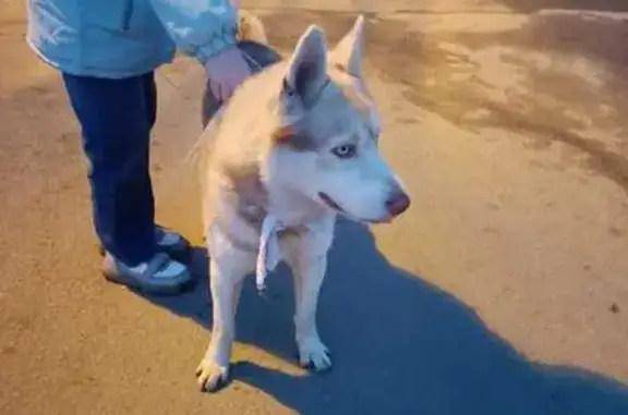 Найдена собака, , фото: Хаски найден на ул. 9-й квартал, 5, Лобня