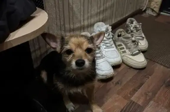 Собака найдена в Туле, ул. Металлургов, 82