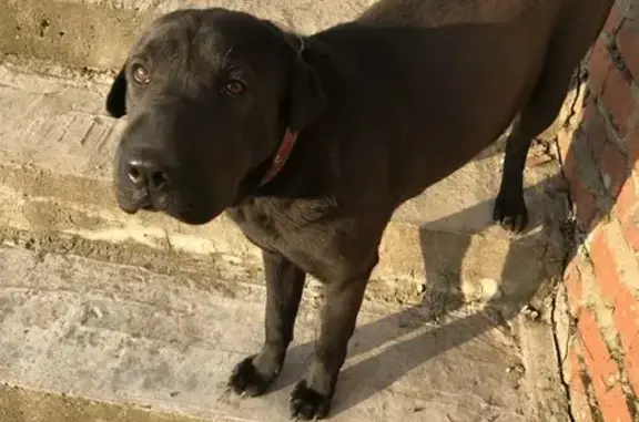 Пропала собака, Малиновая ул. 64, Берёзовый