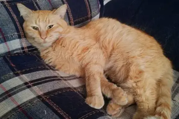 Пропала кошка на ул. Ворошилова, Бобровский