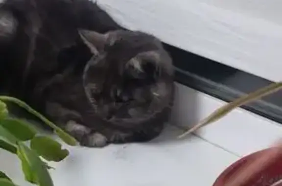 Кошка найдена, Красногорская 199, Оренбург