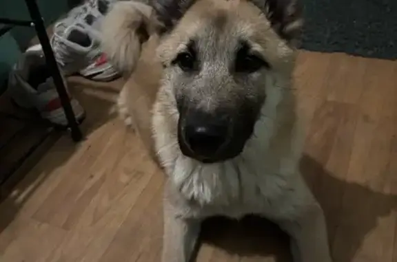 Найдена собака, пр. Мира 31, Томск