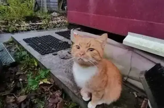 Найденные животные Ленинградская область, фото: Рыжий кот найден в СНТ Лесное, Ленобласть