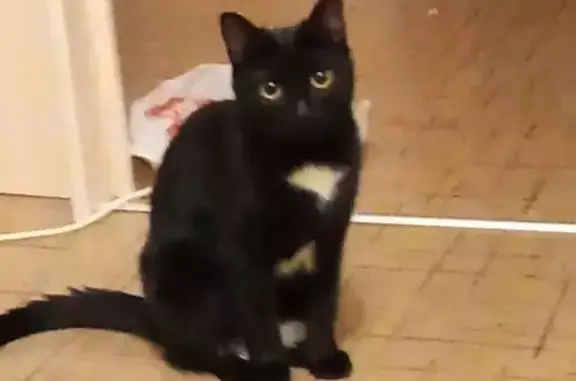 Пропала кошка, 21-я Амурская 33/1, Омск