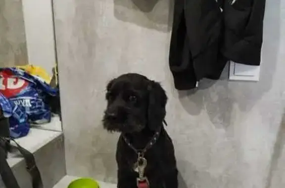 Пропала собака, Кольцевая ул. 207, Уфа