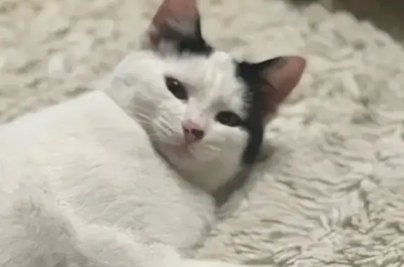 Найдена кошка, Рязань, фото: Котёнок найден у ТЦ Круиз, Солотчинское ш. 4