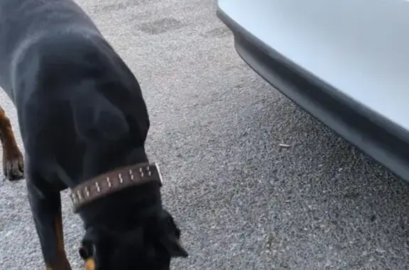 Собаки потеряшки, Калининградская область, фото: Потеряшка собака, найдена у А-229, Калининград