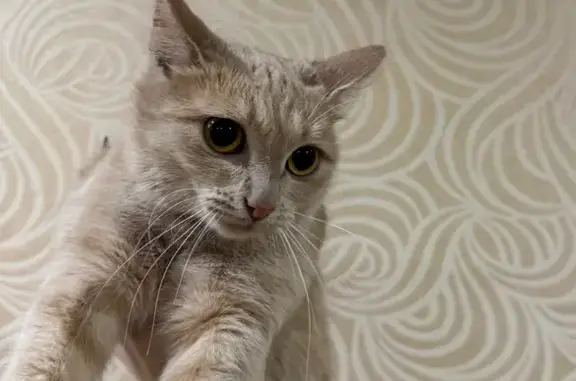 Найдена кошка, , фото: Кошка найдена, ул. Ленина, Пенза