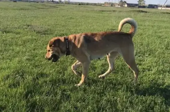 Объявления о пропавших и найденных животных, Саратовская область, фото: Пропала собака, Саратовская область