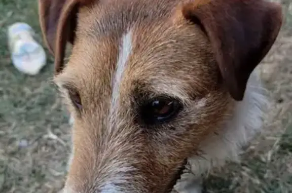 Пропала собака, ул. Матросова, Ардон