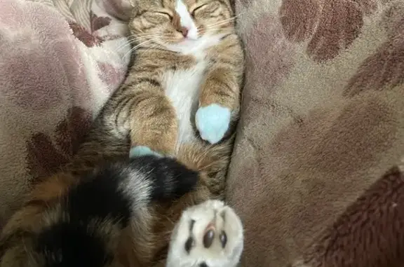 Пропала кошка, Стахановский пер. 11