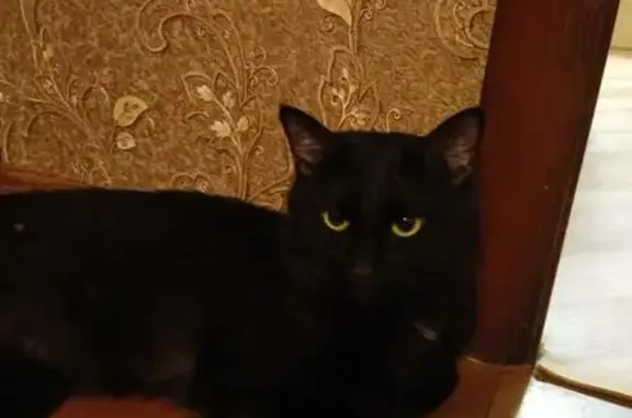 Кошка найдена на Пискарёвском пр., СПб