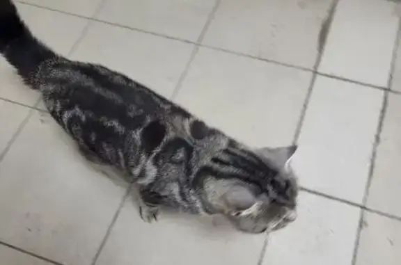 Темно-серая кошка найдена на ул. Эшпая