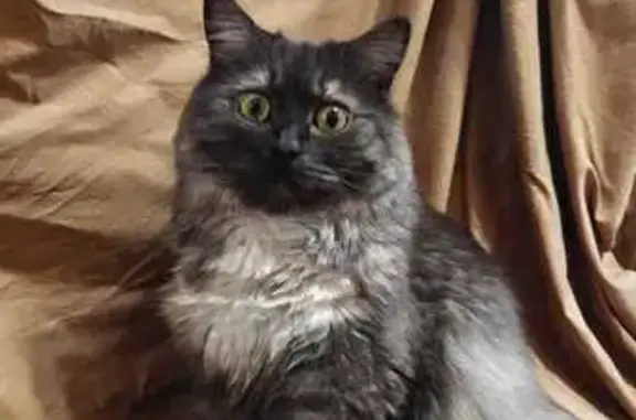 Кошки потеряшки, Краснодар, фото: Потеряшка кошка, ул. Шевелёва, 3, Краснодар