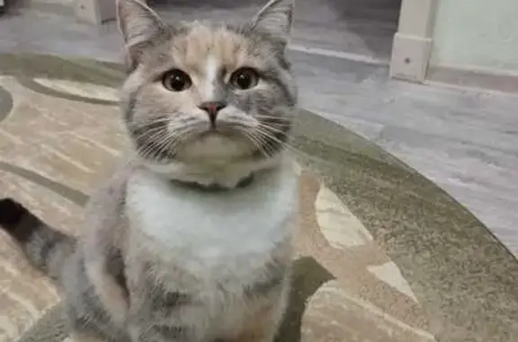 Пропала кошка, ул. Автомобилистов, Тула