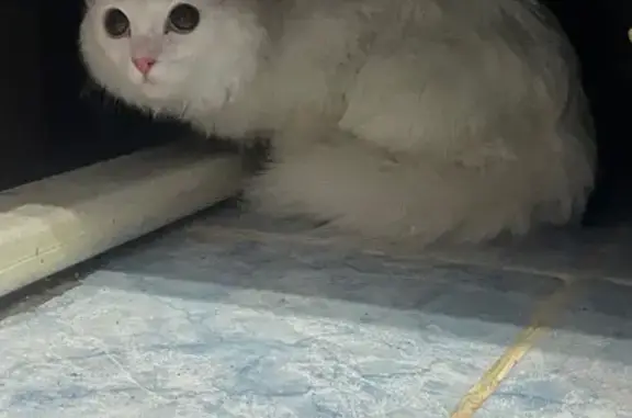 Найдена кошка, Новосибирск, фото: Белая кошка найдена на 67, Новосибирск