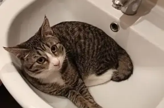 Пропала кошка, Весёлая ул. 33 к7, Москва