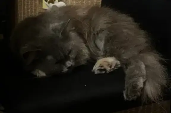 Найдена кошка, Краснодар, фото: Найдена кошка, Краснодар, Игнатова 16