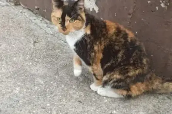 Кошка найдена у СК Созвездие, ул. Гагарина