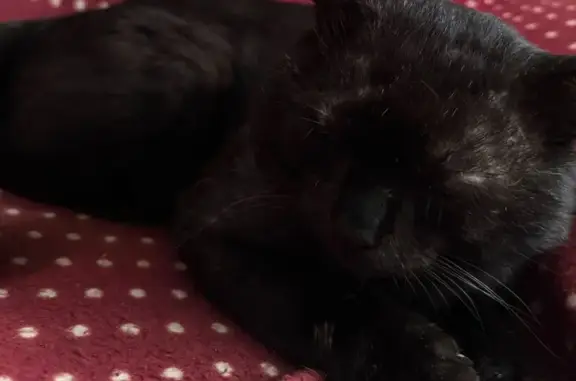 Пропала кошка, Урожайная ул., 22, Рязань