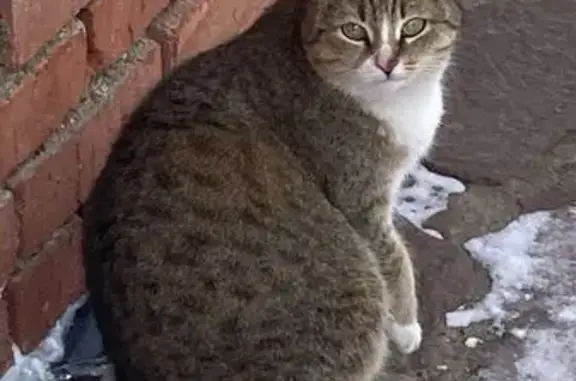 Пропала кошка Буся, Уфа, Речные Зори